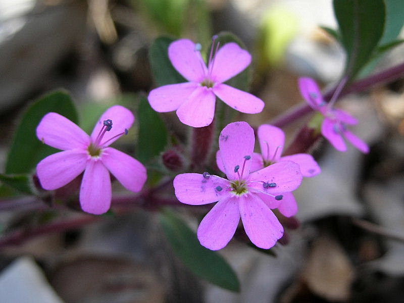 Saponaria ocymoides / Saponaria rossa